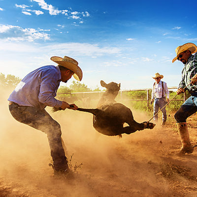 Justin Henry, left, and Josh Pring flank a cow during a branding operation on the Waggoner Ranch. A cowboy’s work is judged by his peers, and everyone’s standards are high on the Waggoner Ranch. Only excellence and effort give entrée to the fraternity. And everybody knows where everybody else stands. That is part of the appeal.

The Waggoner Ranch, located in North Texas, is the largest ranch under one fence in the United States spreading 510,00 acres into six counties.

Photographer Jeremy Enlow documented the 26 cowboys who work on the ranch and published a 140 page coffee table hardcover book, Cowboys of the Waggoner Ranch, which was released Nov. 1, 2015.